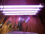 Люминесцентная лампа для растений BIO 36Вт 1213мм